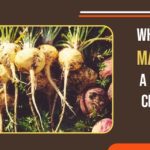 Maca root