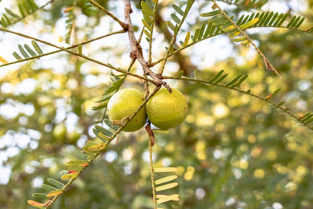 Fresh Amla