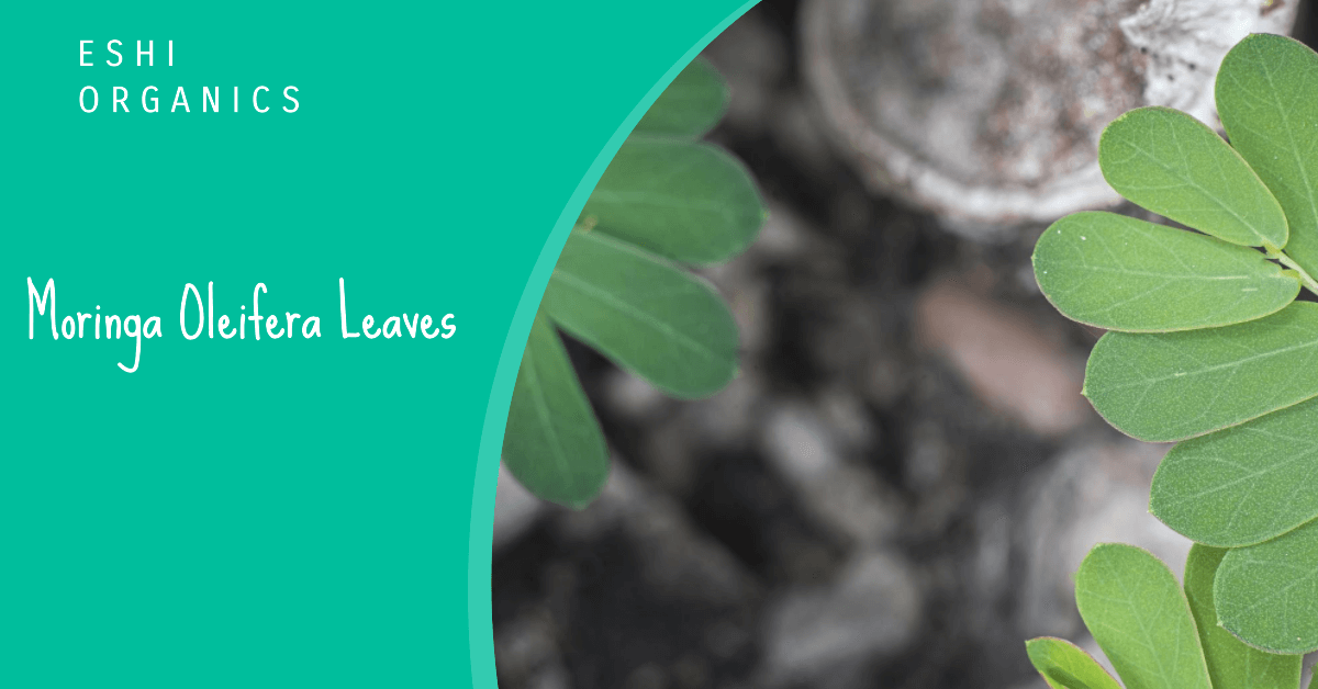 Moringa Oleifera Leaves: Health Benefits of Moringa Tea