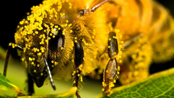 bee pollen for your cats